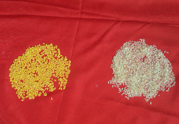 產(chǎn)品名稱：玉米黃金米人造大米
產(chǎn)品型號：
產(chǎn)品規(guī)格：